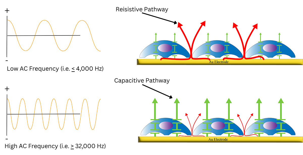Cell Toons with Frequency Pathways
