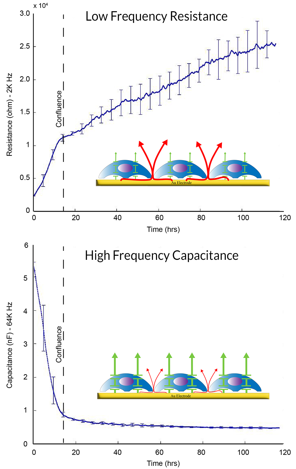 Barrier Function Resistance